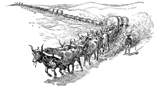 Ungulates: Bull Wagon Train Teamster Leads Oxen Teams Pulling