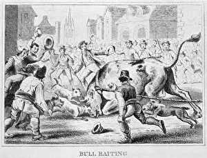 Baiting: Bulldog - Baiting Bull1816