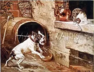 Barks: BULLDOG BARKS AT CAT
