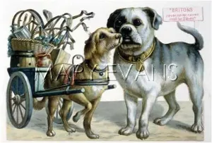 Sympathetically: BULLDOG, BELGIAN DOG