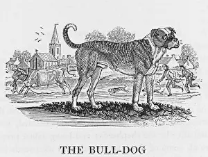 Fiercest: BULLDOG (BEWICK)