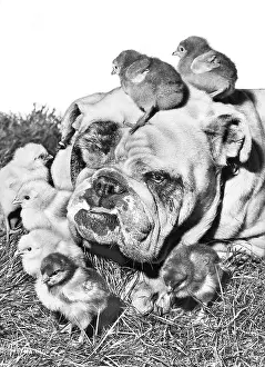 Chicks: Bulldog and Chicks