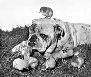 Chicks: Bulldog and chicks