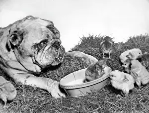 Chicks: Bulldog and chicks