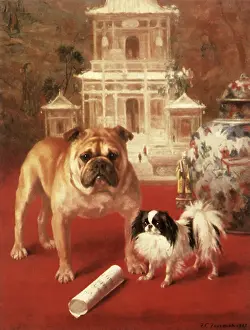Fairman: Bulldog and Chin