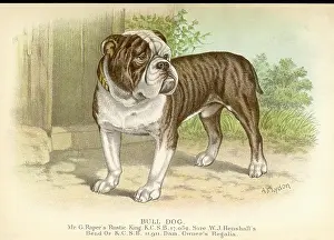 Dalziel: BULLDOG / DALZIEL