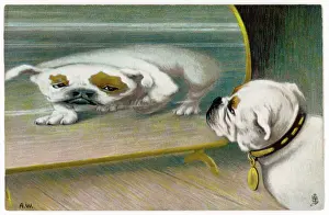 Admires: BULLDOG DISTORTED - 1