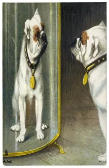 Distorted: BULLDOG DISTORTED - 2