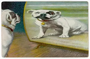 Admires: BULLDOG DISTORTED - 3