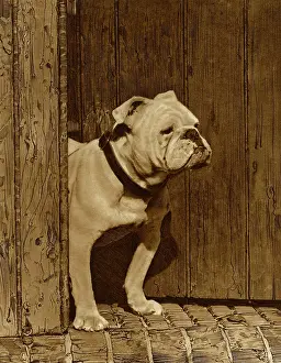 Sturdy: Bulldog in a doorway
