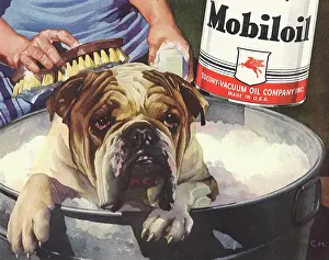 Canines: Bulldog getting a Bath