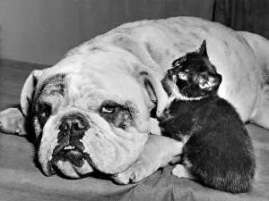 Bulldogs: Bulldog and Kitten