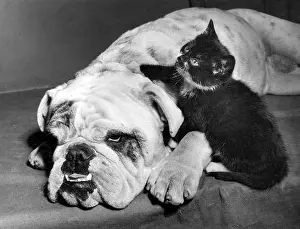 Bulldogs: Bulldog and Kitten
