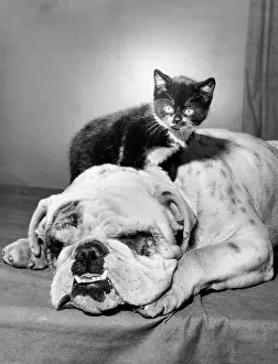 Bulldogs: Bulldog and Kitten