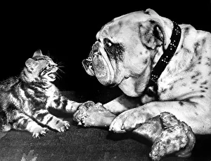 Bulldogs: Bulldog and kitten with bone