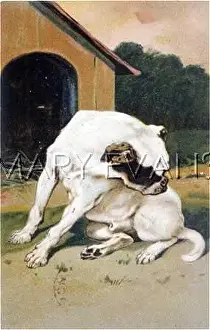 Fleas: BULLDOG LOOKS FOR FLEAS