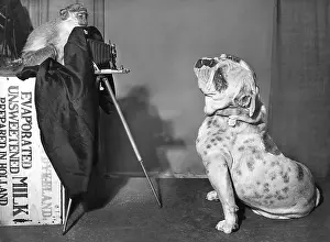 Monkeys: Bulldog and Monkey with camera
