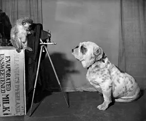 Monkeys: Bulldog and Monkey with camera