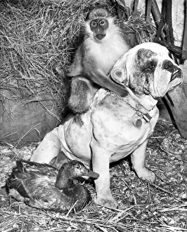 Monkeys: Bulldog, Monkey and Duck