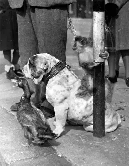 Monkeys: Bulldog, monkey and duck