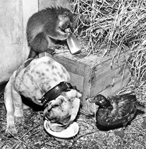 Monkeys: Bulldog, Monkey and Duck