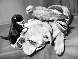 Parrot: Bulldog, Parakeet and Kitten