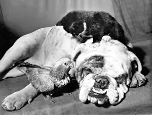 Parrot: Bulldog, Parakeet and Kitten