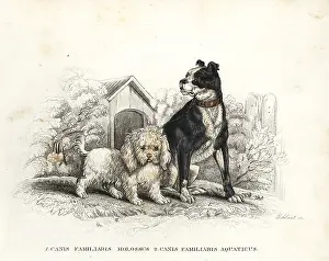 Aquaticus: Bulldog and poodle
