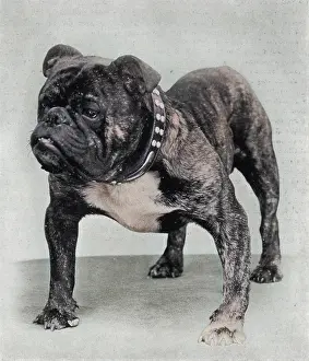 Jefferies: BULLDOG/RODNEY STONE/