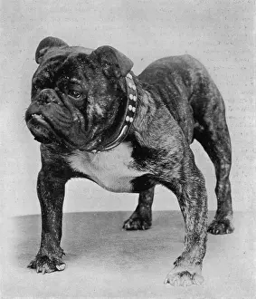 Rodney: BULLDOG/RODNEY STONE/