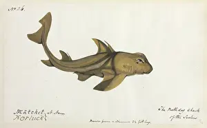 Epitheria: Bulldog shark illustration