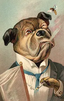 Smokes: Bulldog in Suit, Bee