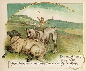 Worrying: BULLDOG WORRIES SHEEP