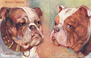 Stretton: Bulldogs