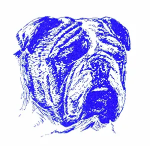 Wrinkled: Bulldog's head - 1950s printer's block