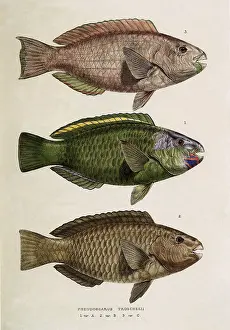 Belly: Bullethead Parrotfish