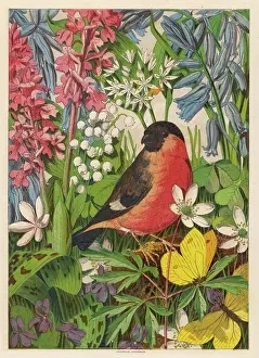 Finches: BULLFINCH