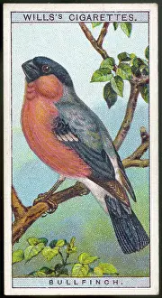 Finches: BULLFINCH