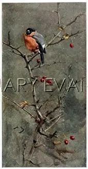 Finches: BULLFINCH (ALEXANDER)