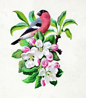 Tunnicliffe: Bullfinch and blossom