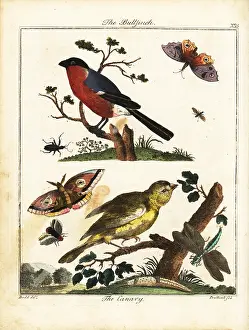 Gentleman And Farmers Dictionary: Bullfinch, canary, butterfly, moth, etc