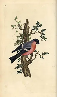 Pyrrhula: Bullfinch, Pyrrhula pyrrhula