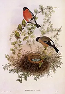 Finches: Bullfinch, Pyrrhula pyrrhula