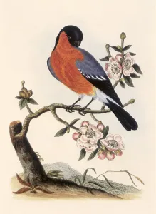 Pyrrhula: Bullfinch, Pyrrhula pyrrhula
