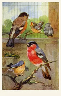 Bullfinches: Bullfinches