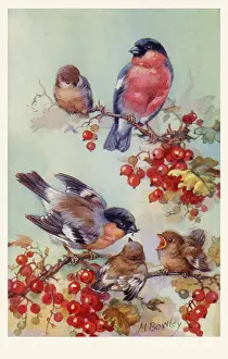 Finches: Bullfinches