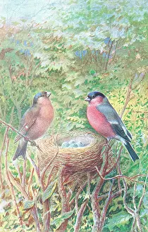 Bullfinches: Bullfinches
