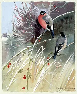 Pitchford: Bullfinches