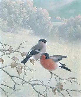Bullfinches: Bullfinches
