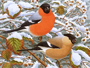 Perches: Bullfinches